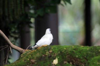 Bali myna kuşu ağaçta, yaklaş