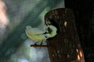 Ağaç dalında Bali Myna kuşları 