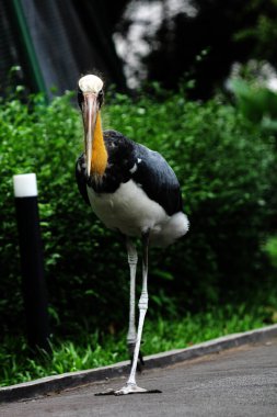 Parkın küçük yardımcısı (Leptoptilos javanicus) 