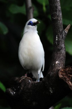 Bali myna kuşu ağaçta, yaklaş