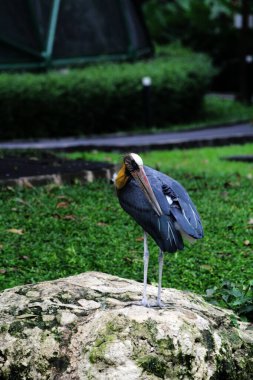 Parkın küçük yardımcısı (Leptoptilos javanicus) 