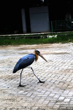 Parkın küçük yardımcısı (Leptoptilos javanicus) 