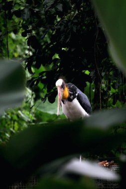 Parkın küçük yardımcısı (Leptoptilos javanicus) 