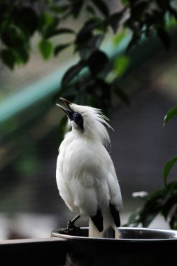 Bali myna kuşu ağaçta, yaklaş