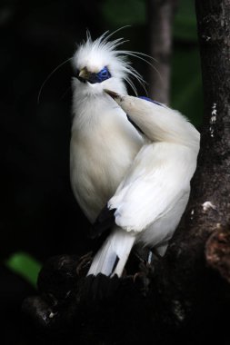 Ağaç dalında Bali Myna kuşları 