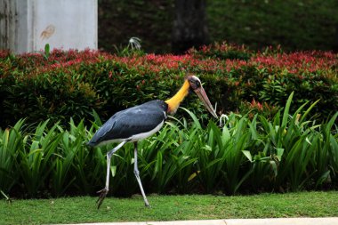 Parkın küçük yardımcısı (Leptoptilos javanicus) 