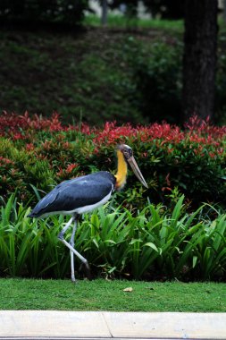 Parkın küçük yardımcısı (Leptoptilos javanicus) 