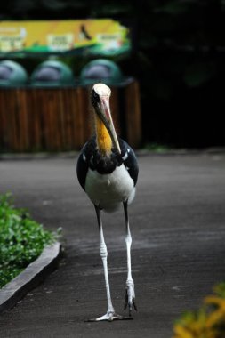 Parkın küçük yardımcısı (Leptoptilos javanicus) 