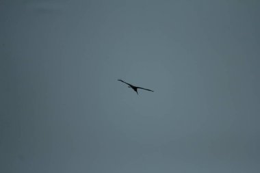 Gökyüzündeki daha küçük yardımcı (Leptoptilos javanicus)