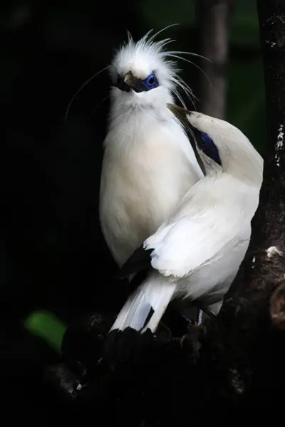 巴厘燕鸥栖息在树枝上 — 图库照片