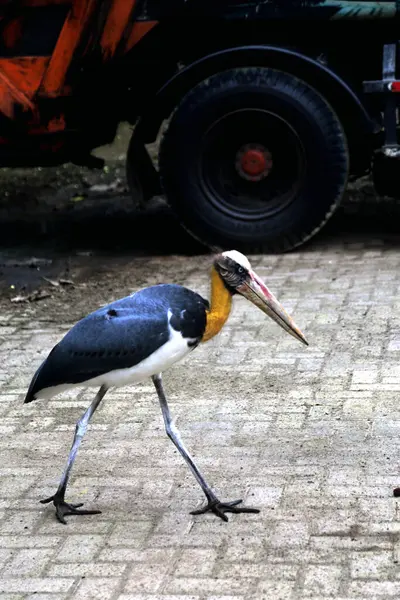 Parkın küçük yardımcısı (Leptoptilos javanicus) 
