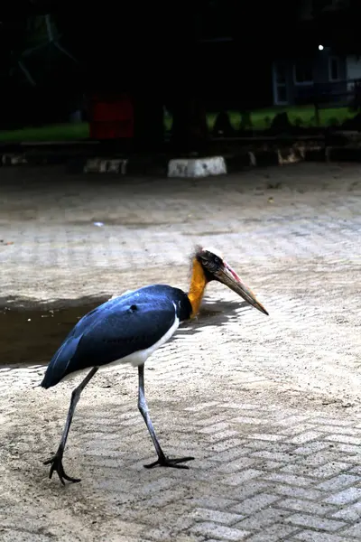 Parkın küçük yardımcısı (Leptoptilos javanicus) 