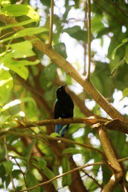 Filipin Peri-Mavi Kuşu Parkta 