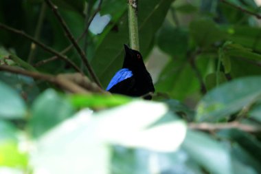 Filipin Peri-Mavi Kuşu Parkta 