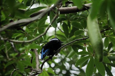 Filipin Peri-Mavi Kuşu Parkta 