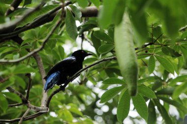 Filipin Peri-Mavi Kuşu Parkta 