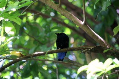 Filipin Peri-Mavi Kuşu Parkta 