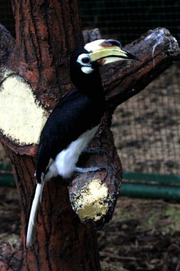  Hayvanat bahçesinde egzotik kuş Anthracoceros albirostris