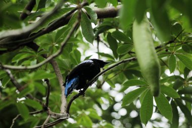 Filipin Peri-Mavi Kuşu Parkta 