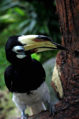 Hayvanat bahçesinde egzotik kuş Anthracoceros albirostris