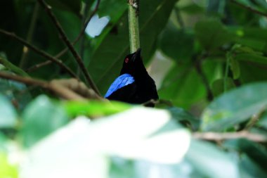 Filipin Peri-Mavi Kuşu Parkta 