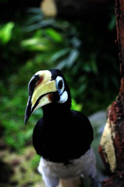  Hayvanat bahçesinde egzotik kuş Anthracoceros albirostris