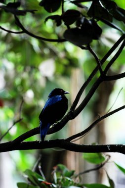 Filipin Peri-Mavi Kuşu Parkta 