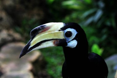  Hayvanat bahçesinde egzotik kuş Anthracoceros albirostris