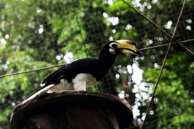  Hayvanat bahçesinde egzotik kuş Anthracoceros albirostris