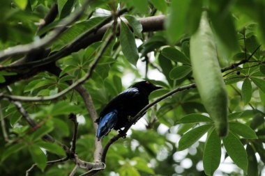 Filipin Peri-Mavi Kuşu Parkta 