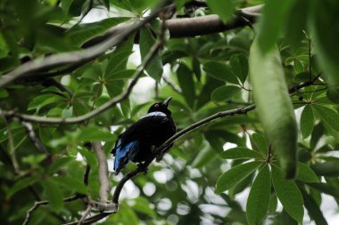 Filipin Peri-Mavi Kuşu Parkta 