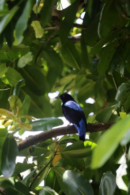 Filipin Peri-Mavi Kuşu Parkta 