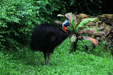 Cassowaries hayvanat bahçesinde uçamayan kuş, fauna 