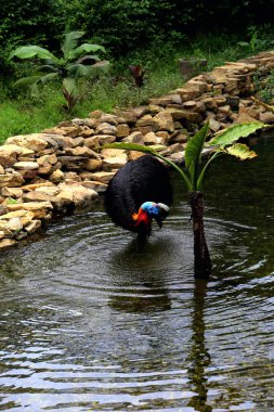 Cassowaries hayvanat bahçesinde uçamayan kuş, fauna 