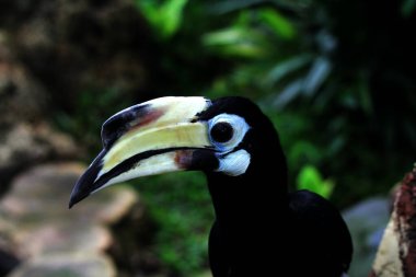  Egzotik kuş Anthracoceros albirostris