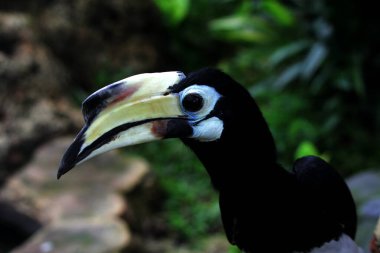  Egzotik kuş Anthracoceros albirostris