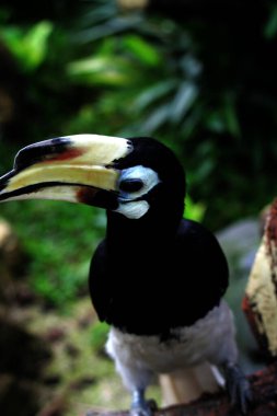  Hayvanat bahçesinde egzotik kuş Anthracoceros albirostris