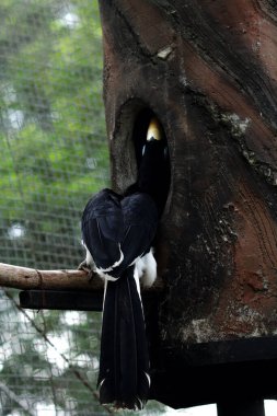  Hayvanat bahçesinde egzotik kuş Anthracoceros albirostris