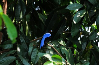 Filipin Peri-Mavi Kuşu Parkta 