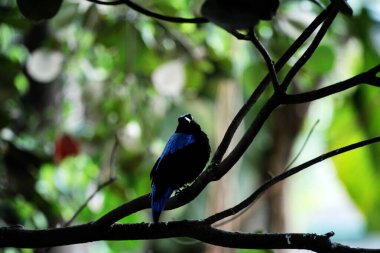 Filipin Peri-Mavi Kuşu Parkta 