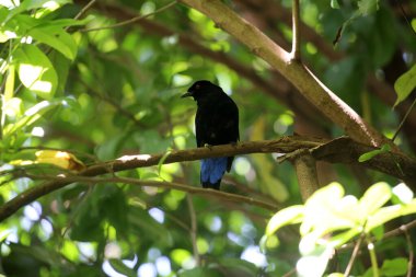 Filipin Peri-Mavi Kuşu Parkta 