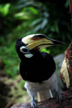  Egzotik kuş Anthracoceros albirostris