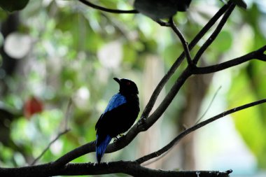 Filipin Peri-Mavi Kuşu Parkta 