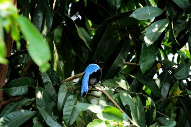 Filipin Peri-Mavi Kuşu Parkta 