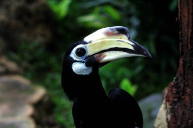  Egzotik kuş Anthracoceros albirostris