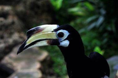  Hayvanat bahçesinde egzotik kuş Anthracoceros albirostris