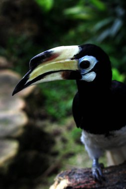  Hayvanat bahçesinde egzotik kuş Anthracoceros albirostris