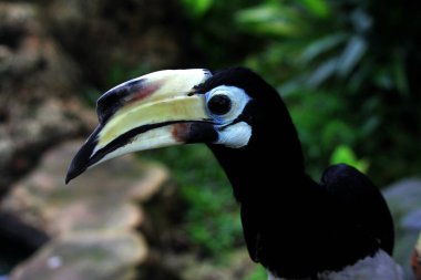  Hayvanat bahçesinde egzotik kuş Anthracoceros albirostris