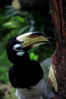  Hayvanat bahçesinde egzotik kuş Anthracoceros albirostris