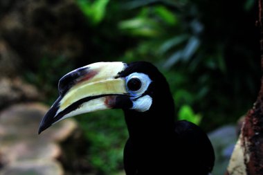  Hayvanat bahçesinde egzotik kuş Anthracoceros albirostris